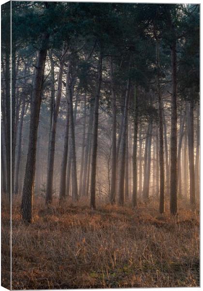 Mist in the Woods Canvas Print by Dave Harbon