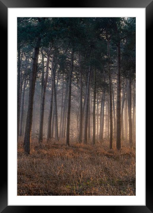Mist in the Woods Framed Mounted Print by Dave Harbon