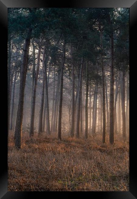 Mist in the Woods Framed Print by Dave Harbon