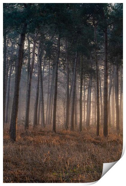 Mist in the Woods Print by Dave Harbon