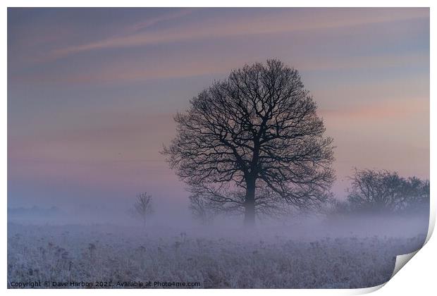 Winters Morning Print by Dave Harbon