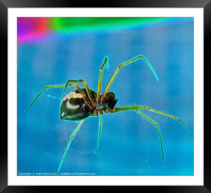 SPIDER! Framed Mounted Print by Mark Ward