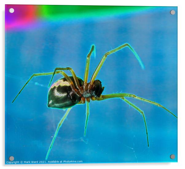 SPIDER! Acrylic by Mark Ward