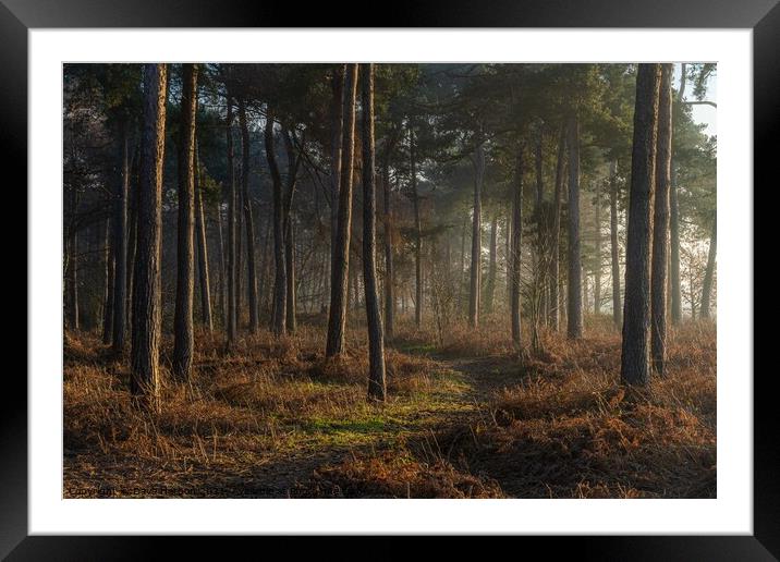 Path through the woods Framed Mounted Print by Dave Harbon