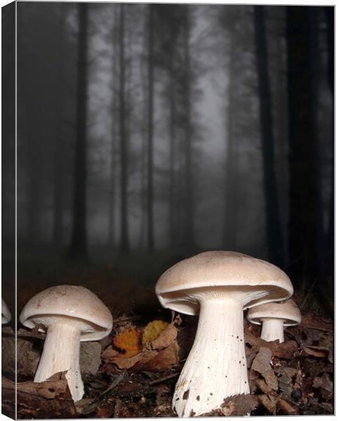 Clouded Agarics Canvas Print by David Neighbour