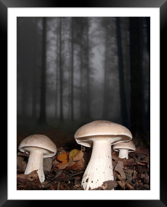 Clouded Agarics Framed Mounted Print by David Neighbour