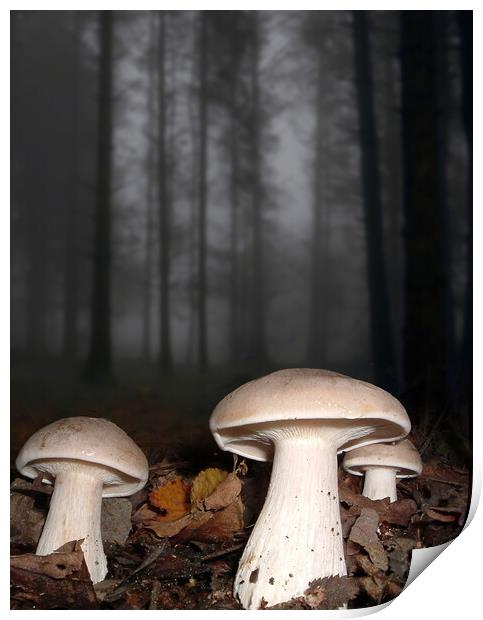 Clouded Agarics Print by David Neighbour
