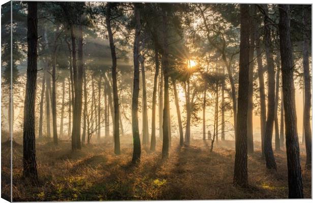 Sunrise in the Woods Canvas Print by Dave Harbon