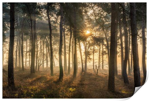 Sunrise in the Woods Print by Dave Harbon