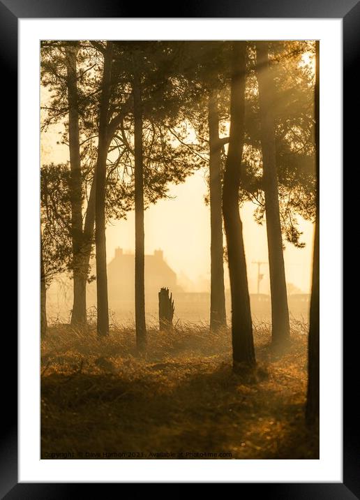 Woodland Dawn Framed Mounted Print by Dave Harbon