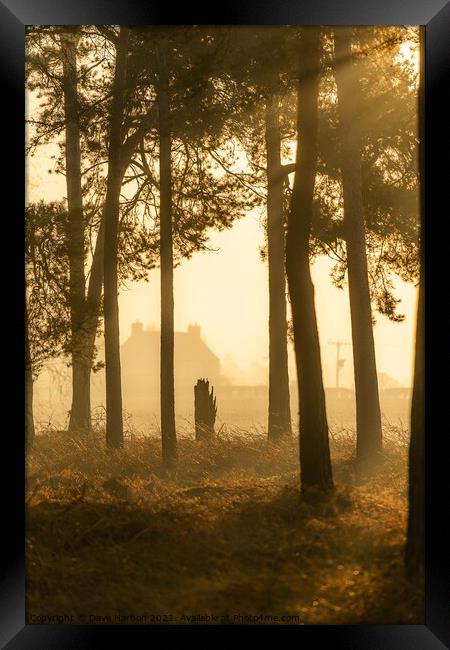 Woodland Dawn Framed Print by Dave Harbon