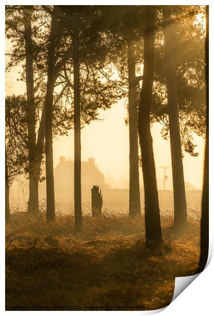 Woodland Dawn Print by Dave Harbon