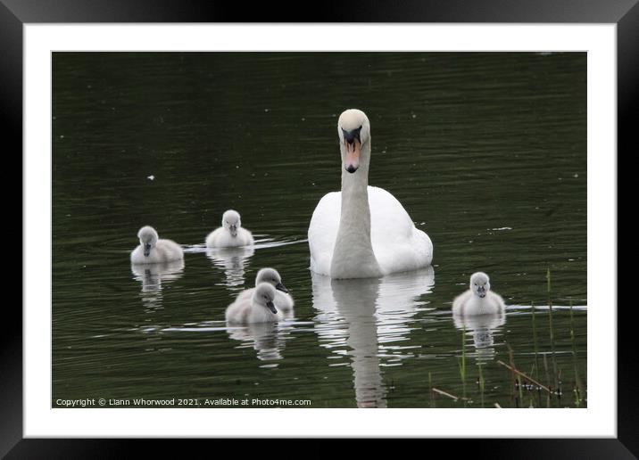 Swan and it's young Framed Mounted Print by Liann Whorwood