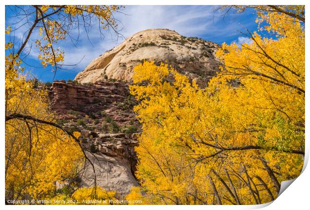 Yellow Trees White Rock Dome Valley Canyonlands Needles Utah Print by William Perry