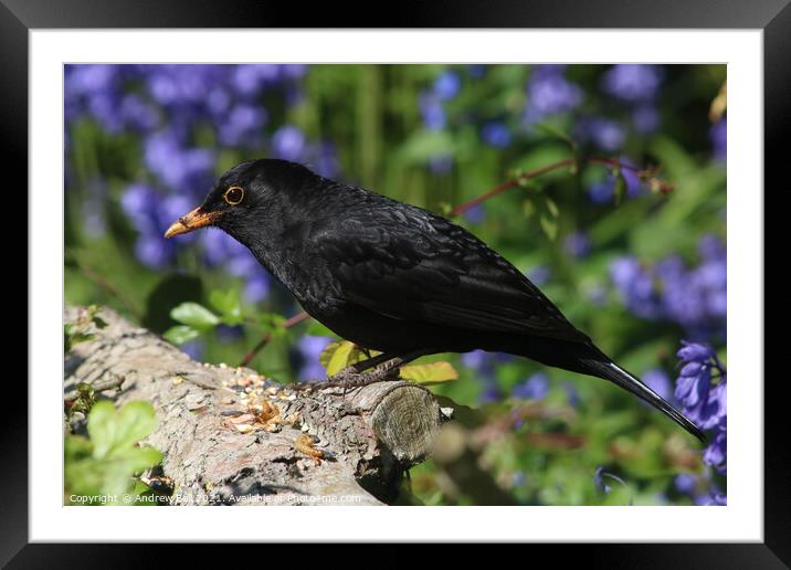 Blackbird. Framed Mounted Print by Andrew Bell
