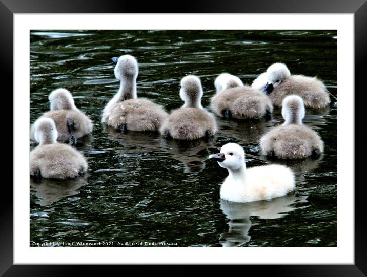 Odd one out! Framed Mounted Print by Liann Whorwood