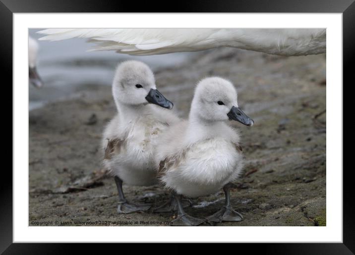 Two Cygnets  Framed Mounted Print by Liann Whorwood