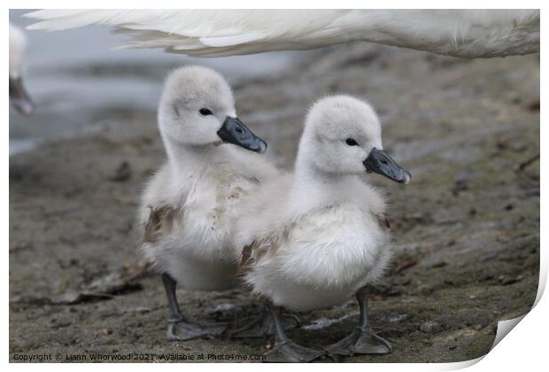 Two Cygnets  Print by Liann Whorwood