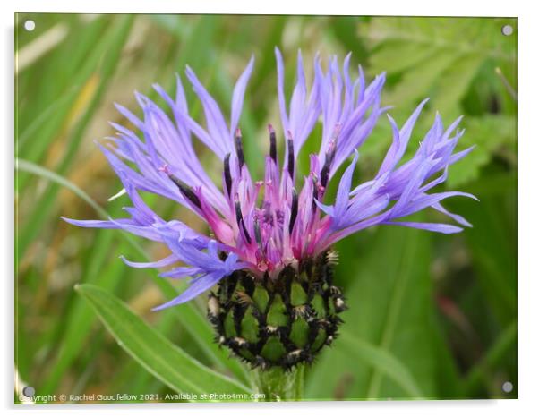 Cornflower Acrylic by Rachel Goodfellow