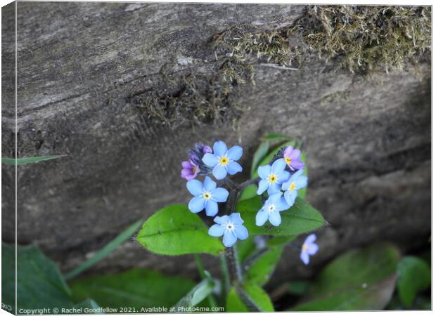 Forget-me-not fence Canvas Print by Rachel Goodfellow
