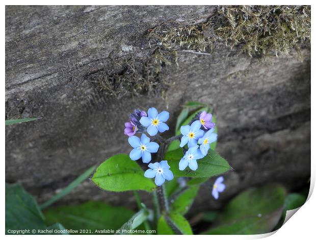 Forget-me-not fence Print by Rachel Goodfellow