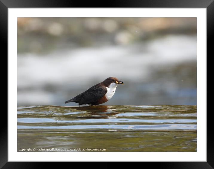 Dipper on the edge Framed Mounted Print by Rachel Goodfellow