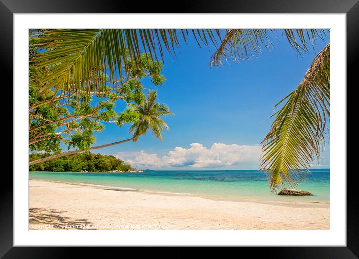 Tropical paradise beach landscape with palm trees Framed Mounted Print by Delphimages Art