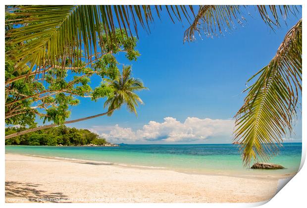 Tropical paradise beach landscape with palm trees Print by Delphimages Art
