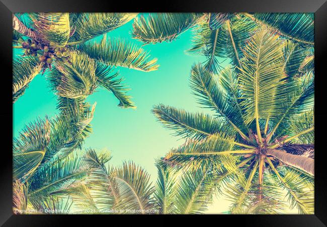 Blue sky and palm trees from below tropical summer Framed Print by Delphimages Art