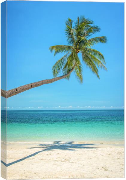 Leaning palm tree over a tropical beach Canvas Print by Delphimages Art