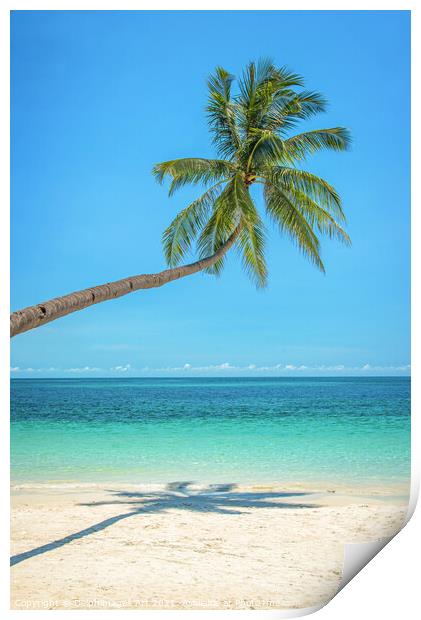 Leaning palm tree over a tropical beach Print by Delphimages Art