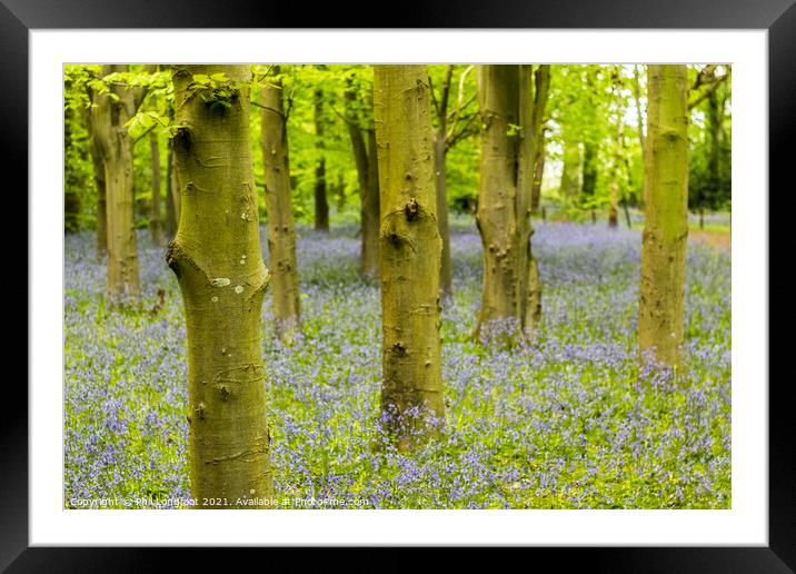 Misty Bluebell Forest Framed Mounted Print by Phil Longfoot
