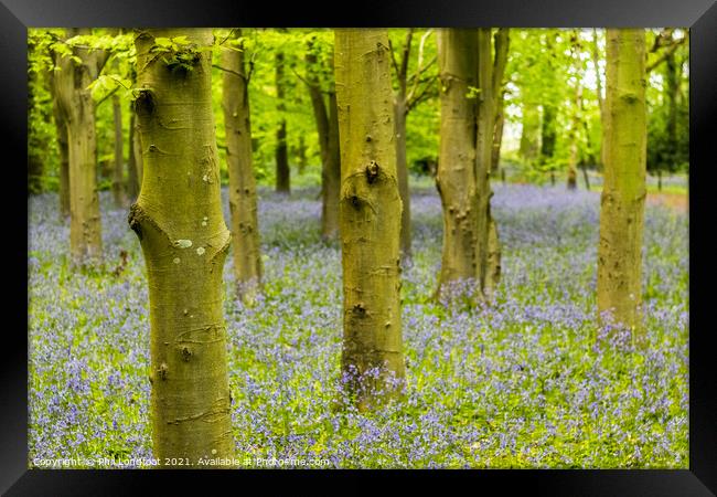 Misty Bluebell Forest Framed Print by Phil Longfoot