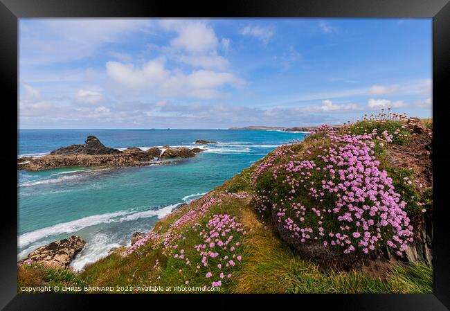 Porthcothan Sea Pinks Framed Print by CHRIS BARNARD