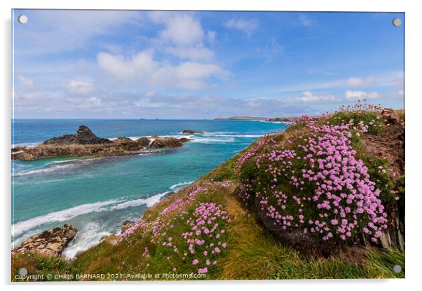 Porthcothan Sea Pinks Acrylic by CHRIS BARNARD