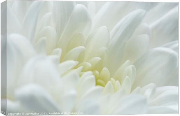 A white chrysanthemum  Canvas Print by Joy Walker