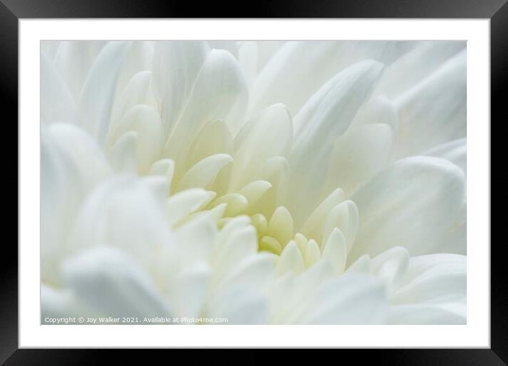 A white chrysanthemum  Framed Mounted Print by Joy Walker