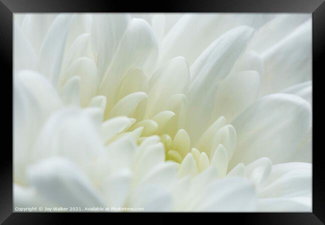A white chrysanthemum  Framed Print by Joy Walker