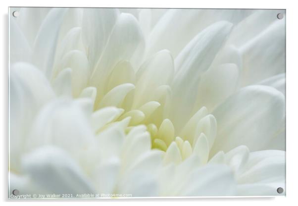 A white chrysanthemum  Acrylic by Joy Walker