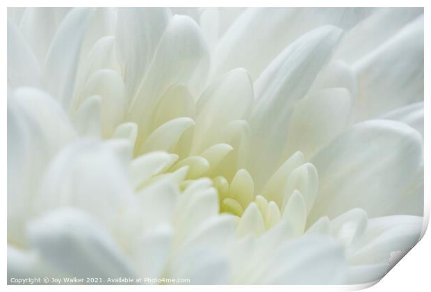 A white chrysanthemum  Print by Joy Walker