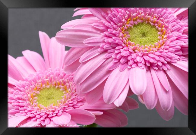 Two pink Gerbera flowers Framed Print by Joy Walker