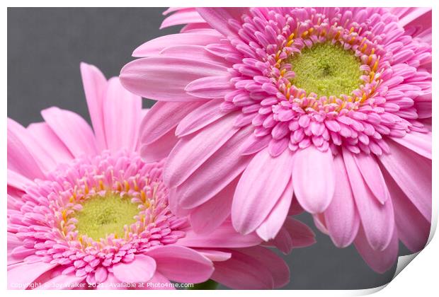 Two pink Gerbera flowers Print by Joy Walker
