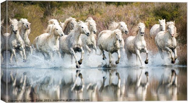 White Horses, Camargue, France Canvas Print by David Tyrer