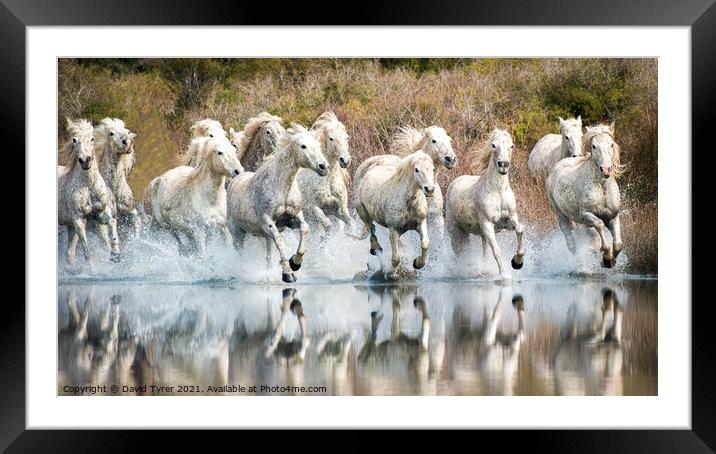 White Horses, Camargue, France Framed Mounted Print by David Tyrer