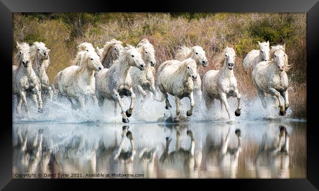 White Horses, Camargue, France Framed Print by David Tyrer