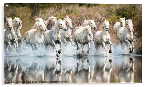 White Horses, Camargue, France Acrylic by David Tyrer