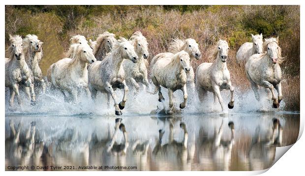 White Horses, Camargue, France Print by David Tyrer
