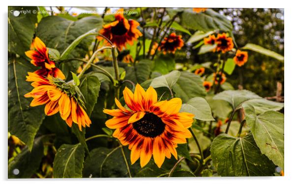 Sunflowers  Acrylic by Jules D Truman