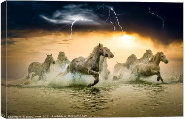 White Horses in Storm Canvas Print by David Tyrer