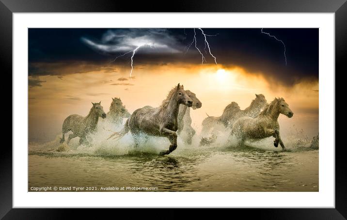 Galloping Camargue Horses Amidst Storm Framed Mounted Print by David Tyrer